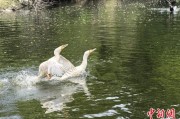 命理八字吉林：罕见白鸬鹚连续两年“故地重游”