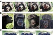 命理八字国际最新研究：机器人“打哈欠” 黑猩猩被传染